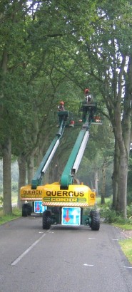 snoeien wegbeplanting Quercus